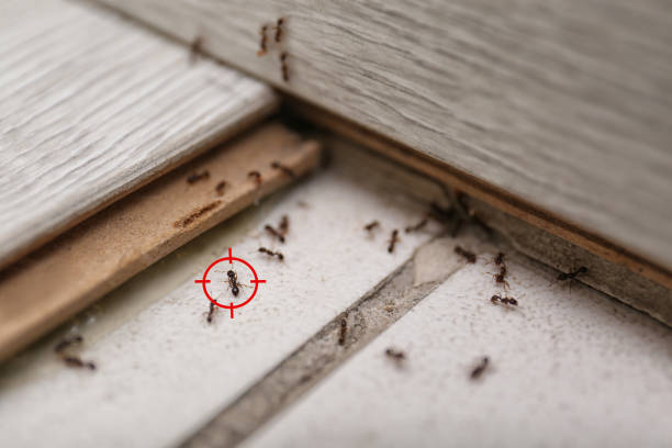 Best Affordable Pest Control Services  in Highland Village, TX