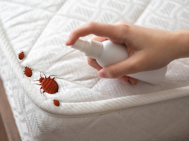 Best Ant Control Services  in Highland Village, TX