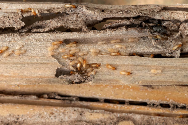Best Wildlife Control Services  in Highland Village, TX