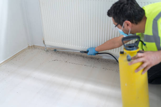 Best Wasp Removal Services  in Highland Village, TX